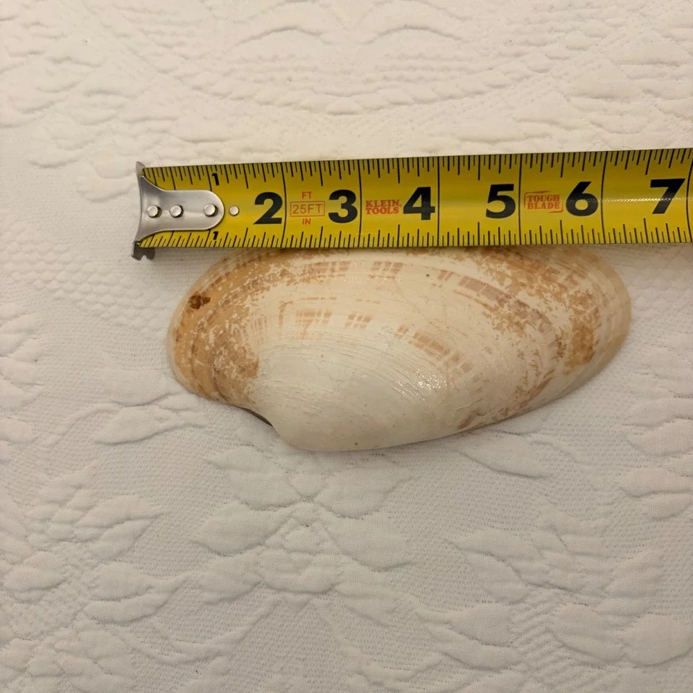 The Natural World Coastal Seashell Picture Frame & 4 Natural Shell Decor Conch